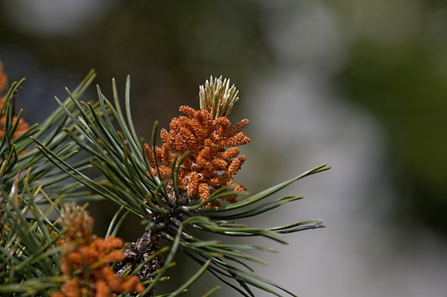 Jardin des Impressionnistes-MAI14-001